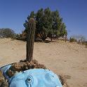 21 Joshua Tree 1